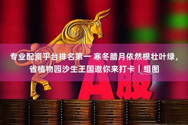 专业配资平台排名第一 寒冬腊月依然根壮叶绿，省植物园沙生王国邀你来打卡｜组图